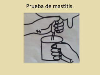Prueba de mastitis.
 