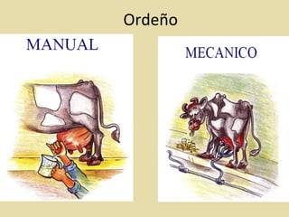 Ordeño
 