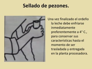 Sellado de pezones.
Una vez finalizado el ordeño
la leche debe enfriarse
inmediatamente
preferentemente a 4° C.,
para conservar sus
caracteristicas hasta el
momento de ser
trasladada y entregada
en la planta procesadora.
.
 