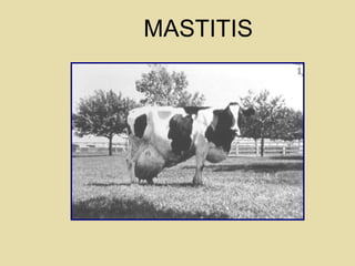 MASTITIS
 