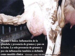 Eliminan unas 100.000.000 bacterias /ml.
 