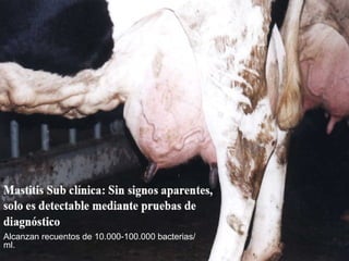 Alcanzan recuentos de 10.000-100.000 bacterias/
ml.
 