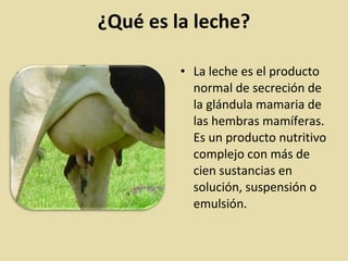 ¿Qué es la leche?
• La leche es el producto
normal de secreción de
la glándula mamaria de
las hembras mamíferas.
Es un producto nutritivo
complejo con más de
cien sustancias en
solución, suspensión o
emulsión.
 