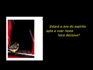 Estará a ave do espírito apta a voar nesta  hora decisiva?  