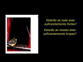 Estarão as suas asas suficientemente fortes? Estarão as nossas asas suficientemente limpas? 
