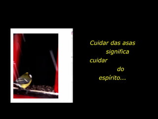 Cuidar das asas  significa cuidar  do espírito... 