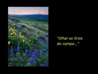 “ Olhai os lírios  do campo…”  