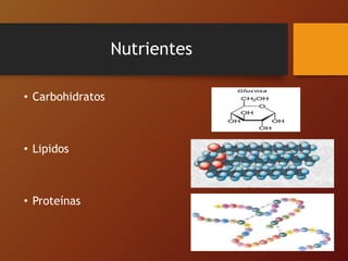 Nutrientes
• Carbohidratos
• Lipidos
• Proteínas
 