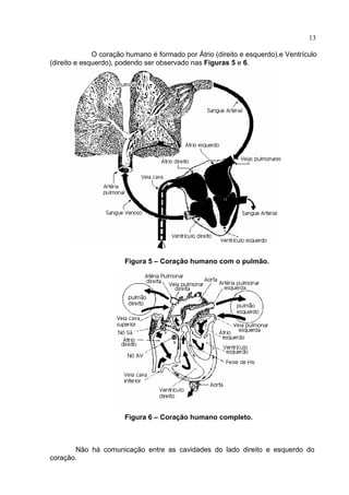 13
O coração humano é formado por Átrio (direito e esquerdo).e Ventrículo
(direito e esquerdo), podendo ser observado nas Figuras 5 e 6.
Figura 5 – Coração humano com o pulmão.
Figura 6 – Coração humano completo.
Não há comunicação entre as cavidades do lado direito e esquerdo do
coração.
 