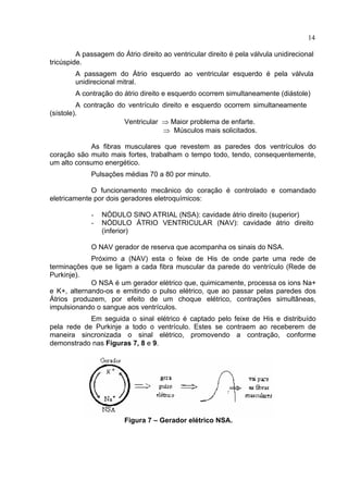 14
A passagem do Átrio direito ao ventricular direito é pela válvula unidirecional
tricúspide.
A passagem do Átrio esquerdo ao ventricular esquerdo é pela válvula
unidirecional mitral.
A contração do átrio direito e esquerdo ocorrem simultaneamente (diástole)
A contração do ventrículo direito e esquerdo ocorrem simultaneamente
(sístole).
Ventricular ⇒ Maior problema de enfarte.
⇒ Músculos mais solicitados.
As fibras musculares que revestem as paredes dos ventrículos do
coração são muito mais fortes, trabalham o tempo todo, tendo, consequentemente,
um alto consumo energético.
Pulsações médias 70 a 80 por minuto.
O funcionamento mecânico do coração é controlado e comandado
eletricamente por dois geradores eletroquímicos:
- NÓDULO SINO ATRIAL (NSA): cavidade átrio direito (superior)
- NÓDULO ÁTRIO VENTRICULAR (NAV): cavidade átrio direito
(inferior)
O NAV gerador de reserva que acompanha os sinais do NSA.
Próximo a (NAV) esta o feixe de His de onde parte uma rede de
terminações que se ligam a cada fibra muscular da parede do ventrículo (Rede de
Purkinje).
O NSA é um gerador elétrico que, quimicamente, processa os ions Na+
e K+, alternando-os e emitindo o pulso elétrico, que ao passar pelas paredes dos
Átrios produzem, por efeito de um choque elétrico, contrações simultâneas,
impulsionando o sangue aos ventrículos.
Em seguida o sinal elétrico é captado pelo feixe de His e distribuído
pela rede de Purkinje a todo o ventrículo. Estes se contraem ao receberem de
maneira sincronizada o sinal elétrico, promovendo a contração, conforme
demonstrado nas Figuras 7, 8 e 9.
Figura 7 – Gerador elétrico NSA.
 