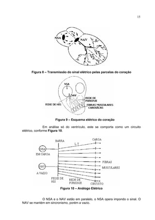 15
Figura 8 – Transmissão do sinal elétrico pelas parcelas do coração
Figura 9 – Esquema elétrico do coração
Em análise só do ventrículo, este se comporta como um circuito
elétrico, conforme Figura 10.
Figura 10 – Análogo Elétrico
O NSA e o NAV estão em paralelo, o NSA opera impondo o sinal. O
NAV se mantém em sincronismo, porém a vazio.
 