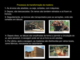 Processos de transformação da madeira:
1- As árvores são abatidas, ou seja, cortadas, com máquinas;
2- Depois, são descascadas. Os ramos são também retirados e só ficam os
troncos;
3- Seguidamente, os troncos são transportados para as serrações, onde são
cortados em tábuas;

4- Depois disso, as tábuas são empilhadas de forma a permitir a circulação do
ar, para secarem. A secagem pode ser ao ar livre ou em estufas;
5- Por último, após a secagem, as madeiras são distribuídas por vários locais,
como fábricas, mercearias ou carpintarias.

 