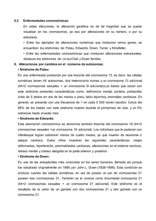 5.3 Enfermedades cromosómicas:
En estas afecciones, la alteración genética es de tal magnitud que se puede
visualizar en los cromosomas, ya sea por alteraciones en su número, o por su
estructura.
• Entre los ejemplos de alteraciones numéricas que involucran varios genes, se
encuentran los síndromes de: Patau, Edwards, Down, Turner y Klinefelter.
• Entre las enfermedades cromosómicas que involucran alteraciones estructurales,
destacan los síndromes de: cri-du-Chat y Down familiar.
6. Alteraciones por cambios en el números de autosomas:
• Síndrome de Patau:
Es una enfermedad producida por una trisomía del cromosoma 13, es decir, las células
somáticas tienen 44 autosomas, dos heterocromo somas y un cromosoma 13 adicional
(44+2 cromosomas sexuales + un cromosoma l3 adicional).Los bebés que nacen con
este síndrome presentan características como: deficiencia mental, sordera, polidactilia
(más de 5 dedos en una de las manos o pies), labio leporinoy anomalías cardiacas. En
general, se presenta con una frecuencia de 1 en cada 5 000 recién nacidos. Cerca del
88% de los bebés con este síndrome mueren durante el primermes de vida, y un 5%
sobrevive hasta el sexto mes.
• Síndrome de Edwards:
Esta aberración cromosómica se denomina también trisomía del cromosoma 18 (44+2
cromosomas sexuales +un cromosoma 18 adicional). Los individuos que la padecen son
infantesque logran sobrevivir menos de cuatro meses, ya que mueren de neumonía o
ataque cardiaco. Estos niños muestran las siguientes características: orejas
deformadas, hipertensión, anormalidades cardiacas, alteraciones en el sistema nervioso,
retraso mental y cráneo alargado en la parte anterior y posterior.
• Síndrome de Down:
Es una de las aneuploidías más conocidas en los seres humanos, llamada así porque
fue estudiada originalmente en 1866 por John L. Down (1828-1896). Esta condición se
produce cuando las células somáticas, en vez de poseer un par de cromosomas 21
poseen tres cromosomas 21. También se le conoce como trisomíadel cromosoma 21
(44+2 cromosomas sexuales + un cromosoma 21 adicional). Este síndrome es el
resultado de la unión de un gameto con dos cromosomas 21 y otro gameto con un
cromosoma 21.
 