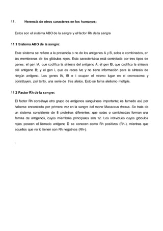 11. Herencia de otros caracteres en los humanos:
Estos son el sistema ABO de la sangre y el factor Rh de la sangre
11.1 Sistema ABO de la sangre:
Este sistema se refiere a la presencia o no de los antígenos A y B, solos o combinados, en
las membranas de los glóbulos rojos. Esta característica está controlada por tres tipos de
genes: el gen lA, que codifica la síntesis del antígeno A; el gen lB, que codifica la síntesis
del antígeno B; y el gen i, que es reces Ivo y no tiene información para la síntesis de
ningún antígeno. Los genes lA, lB e i ocupan el mismo lugar en el cromosoma y
constituyen, por tanto, una serie de tres alelos. Esto se llama alelismo múltiple.
11.2 Factor Rh de la sangre:
El factor Rh constituye otro grupo de antígenos sanguíneos importante; es llamado así, por
haberse encontrado por primera vez en la sangre del mono Macaccus rhesus. Se trata de
un sistema consistente de 8 proteínas diferentes, que solas o combinadas forman una
familia de antígenos, cuyos miembros principales son 12. Los individuos cuyos glóbulos
rojos poseen el llamado antígeno D se conocen como Rh positivos (Rh-), mientras que
aquellos que no lo tienen son Rh negativos (Rh-).
.
 