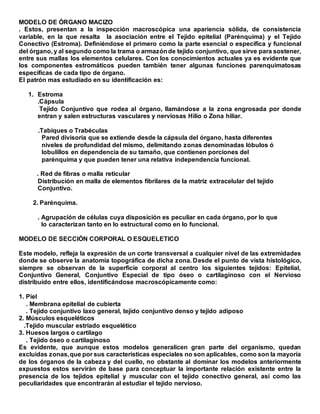 MODELO DE ÓRGANO MACIZO
. Estos, presentan a la inspección macroscópica una apariencia sólida, de consistencia
variable, en la que resalta la asociación entre el Tejido epitelial (Parénquima) y el Tejido
Conectivo (Estroma). Definiéndose el primero como la parte esencial o específica y funcional
del órgano, y al segundo como la trama o armazónde tejido conjuntivo, que sirve para sostener,
entre sus mallas los elementos celulares. Con los conocimientos actuales ya es evidente que
los componentes estromáticos pueden también tener algunas funciones parenquimatosas
específicas de cada tipo de órgano.
El patrón mas estudiado en su identificación es:
1. Estroma
.Cápsula
Tejido Conjuntivo que rodea al órgano, llamándose a la zona engrosada por donde
entran y salen estructuras vasculares y nerviosas Hilio o Zona hiliar.
.Tabiques o Trabéculas
Pared divisoria que se extiende desde la cápsula del órgano, hasta diferentes
niveles de profundidad del mismo, delimitando zonas denominadas lóbulos ó
lobulillos en dependencia de su tamaño, que contienen porciones del
parénquima y que pueden tener una relativa independencia funcional.
. Red de fibras o malla reticular
Distribución en malla de elementos fibrilares de la matriz extracelular del tejido
Conjuntivo.
2. Parénquima.
. Agrupación de células cuya disposición es peculiar en cada órgano, por lo que
lo caracterizan tanto en lo estructural como en lo funcional.
MODELO DE SECCIÓN CORPORAL O ESQUELETICO
Este modelo, refleja la expresión de un corte transversal a cualquier nivel de las extremidades
donde se observe la anatomía topográfica de dicha zona. Desde el punto de vista histológico,
siempre se observan de la superficie corporal al centro los siguientes tejidos: Epitelial,
Conjuntivo General, Conjuntivo Especial de tipo óseo o cartilaginoso con el Nervioso
distribuido entre ellos, identificándose macroscópicamente como:
1. Piel
. Membrana epitelial de cubierta
. Tejido conjuntivo laxo general, tejido conjuntivo denso y tejido adiposo
2. Músculos esqueléticos
.Tejido muscular estriado esquelético
3. Huesos largos o cartílago
. Tejido óseo o cartilaginoso
Es evidente, que aunque estos modelos generalicen gran parte del organismo, quedan
excluidas zonas,que por sus características especiales no son aplicables, como son la mayoría
de los órganos de la cabeza y del cuello, no obstante al dominar los modelos anteriormente
expuestos estos servirán de base para conceptuar la importante relación existente entre la
presencia de los tejidos epitelial y muscular con el tejido conectivo general, así como las
peculiaridades que encontrarán al estudiar el tejido nervioso.
 