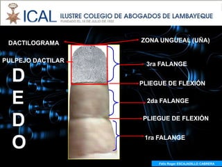 DACTILOGRAMA      ZONA UNGUEAL (UÑA)


PULPEJO DACTILAR
                    3ra FALANGE

  D                PLIEGUE DE FLEXIÓN

  E                  2da FALANGE


  D                PLIEGUE DE FLEXIÓN



  O                 1ra FALANGE



                        Félix Roger ESCAJADILLO CABRERA
 
