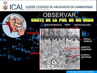 OBSERVAR
            SURCO INTERPAPILAR   POROS    CRESTAS PAPILARES



EPIDERMIS

                                                       PAPILAS
                                                       DERMICAS


                                                   CONDUCTO
                                                   SUDORIPARO

  DERMIS                                           GLANDULA
                                                   SUDORIPARA




                                     Félix Roger ESCAJADILLO CABRERA
 