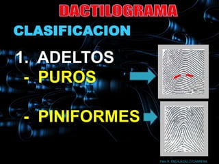 CLASIFICACION

1. ADELTOS
 - PUROS

 - PINIFORMES

                Félix R. ESCAJADILLO CABRERA
 