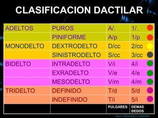 CLASIFICACION DACTILAR
ADELTOS     PUROS           A/.             1/.
            PINIFORME       A/p             1/p
MONODELTO   DEXTRODELTO     D/cc            2/cc
            SINISTRODELTO   S/cc            3/cc
BIDELTO     INTRADELTO      V/i             4/i
            EXRADELTO       V/e             4/e
            MESODELTO       V/m             4/m
TRIDELTO    DEFINIDO        T/d             5/d
            INDEFINIDO      T/i             5/i
                            PULGARES        DEMAS
                                            DEDOS
                               Félix R. ESCAJADILLO CABRERA
 