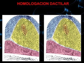 HOMOLOGACION DACTILAR
 