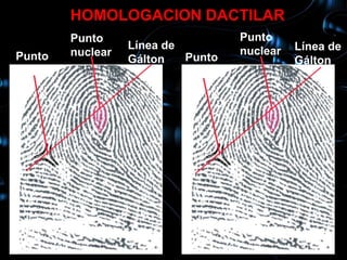 HOMOLOGACION DACTILAR
          Punto                        Punto
                    Línea de           nuclear   Línea de
Punto     nuclear            Punto
                    Gálton                       Gálton
déltico                      déltico
 