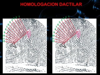 HOMOLOGACION DACTILAR

                       1                                    1
                    32                                   32
                4                                    4
            5                                    5
        6                                    6
    7                                    7
   8                                    8
 9                                    9
10                                   10
11                                   11
12                                   12
 