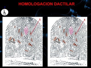 HOMOLOGACION DACTILAR
1




           1                1
 