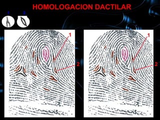 HOMOLOGACION DACTILAR
1    2
    10

                1                1




                    2                2
 