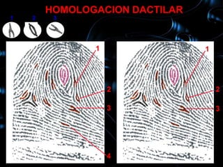 HOMOLOGACION DACTILAR
1    2    3
    10

                1                1




                    2                2

                    3                3




                    4
 