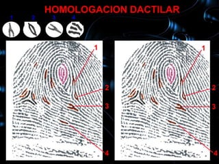 HOMOLOGACION DACTILAR
1    2    3   4
    10        1

                  1              1




                      2              2

                      3              3




                      4              4
 