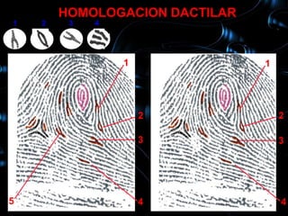 HOMOLOGACION DACTILAR
1    2    3   4
    10        1

                  1              1




                      2              2

                      3              3




5                     4              4
 