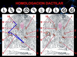 HOMOLOGACION DACTILAR
1        2    3   4   5       6        7   8   9   10
     10           1                                1

    10                1           10               1

9                             9

8                             8
                          2                             2
7                             7
                          3                             3
6                             6




5                         4 5                           4
 