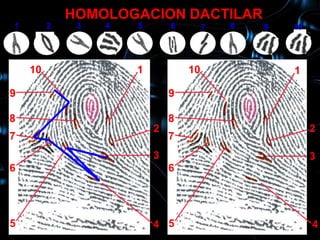HOMOLOGACION DACTILAR
1        2    3   4   5       6        7   8   9   10
     10           1                                1

    10                1           10               1

9                             9

8                             8
                          2                             2
7                             7
                          3                             3
6                             6




5                         4 5                           4
 