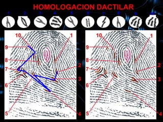 HOMOLOGACION DACTILAR
1        2    3   4   5       6        7   8   9   10
     10           1                                1

    10                1           10               1

9                             9

8                             8
                          2                             2
7                             7
                          3                             3
6                             6




5                         4 5                           4
 
