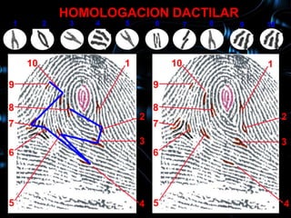 HOMOLOGACION DACTILAR
1        2    3   4   5       6        7   8   9   10
     10           1                                1

    10                1           10               1

9                             9

8                             8
                          2                             2
7                             7
                          3                             3
6                             6




5                         4 5                           4
 