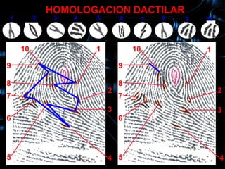 HOMOLOGACION DACTILAR
1        2    3   4   5       6        7   8   9   10
     10           1                                1

    10                1           10               1

9                             9

8                             8
                          2                             2
7                             7
                          3                             3
6                             6




5                         4 5                           4
 