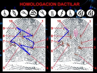 HOMOLOGACION DACTILAR
1        2    3   4   5       6        7   8   9   10
     10           1                                1

    10                1           10               1

9                             9

8                             8
                          2                             2
7                             7
                          3                             3
6                             6




5                         4 5                           4
 