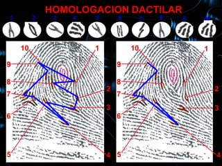 HOMOLOGACION DACTILAR
1        2    3   4   5       6        7   8   9   10
     10           1                                1

    10                1           10               1

9                             9

8                             8
                          2                             2
7                             7
                          3                             3
6                             6




5                         4 5                           4
 