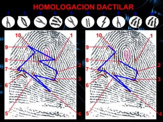 HOMOLOGACION DACTILAR
1        2    3   4   5       6        7   8   9   10
     10           1                                1

    10                1           10               1

9                             9

8                             8
                          2                             2
7                             7
                          3                             3
6                             6




5                         4 5                           4
 