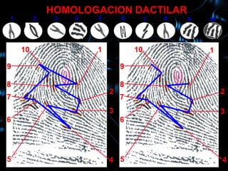 HOMOLOGACION DACTILAR
1        2    3   4   5       6        7   8   9   10
     10           1                                1

    10                1           10               1

9                             9

8                             8
                          2                             2
7                             7
                          3                             3
6                             6




5                         4 5                           4
 