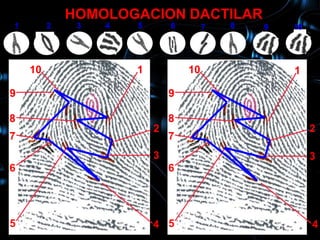 HOMOLOGACION DACTILAR
1        2    3   4   5       6        7   8   9   10
     10           1                                1

    10                1           10               1

9                             9

8                             8
                          2                             2
7                             7
                          3                             3
6                             6




5                         4 5                           4
 