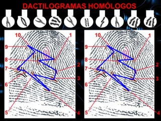 DACTILOGRAMAS HOMÓLOGOS
1        2   3   4   5       6        7   8   9   10
     10          1                                1

    10               1           10               1

9                            9

8                            8
                         2                             2
7                            7
                         3                             3
6                            6




5                        4 5                           4
 