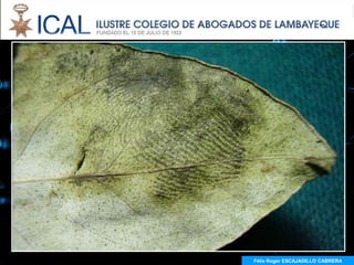 Félix Roger ESCAJADILLO CABRERA
 