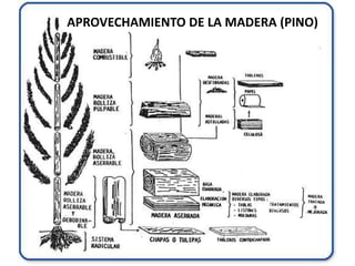 APROVECHAMIENTO DE LA MADERA (PINO)
 