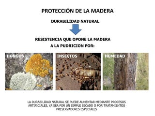 PROTECCIÓN DE LA MADERA
                       DURABILIDAD NATURAL



             RESISTENCIA QUE OPONE LA MADERA
                      A LA PUDRICION POR:

HONGOS                     INSECTOS                     HUMEDAD
                                                        HUMEDAD




         LA DURABILIDAD NATURAL SE PUEDE AUMENTAR MEDIANTE PROCESOS
         ARTIFICIALES, YA SEA POR UN SIMPLE SECADO O POR TRATAMIENTOS
                            PRESERVADORES ESPECIALES
 