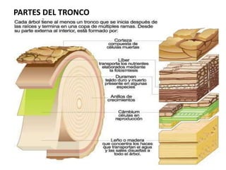 PARTES DEL TRONCO
 