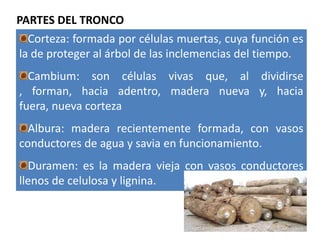 PARTES DEL TRONCO
  Corteza: formada por células muertas, cuya función es
la de proteger al árbol de las inclemencias del tiempo.
  Cambium: son células vivas que, al dividirse
, forman, hacia adentro, madera nueva y, hacia
fuera, nueva corteza
  Albura: madera recientemente formada, con vasos
conductores de agua y savia en funcionamiento.
  Duramen: es la madera vieja con vasos conductores
llenos de celulosa y lignina.
 
