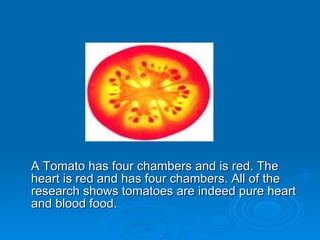 A Tomato has four chambers and is red. The heart is red and has four chambers. All of the research shows tomatoes are indeed pure heart and blood food. 