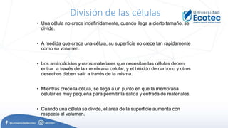 División de las células
• Una célula no crece indefinidamente, cuando llega a cierto tamaño, se
divide.
• A medida que crece una célula, su superficie no crece tan rápidamente
como su volumen.
• Los aminoácidos y otros materiales que necesitan las células deben
entrar a través de la membrana celular, y el bióxido de carbono y otros
desechos deben salir a través de la misma.
• Mientras crece la célula, se llega a un punto en que la membrana
celular es muy pequeña para permitir la salida y entrada de materiales.
• Cuando una célula se divide, el área de la superficie aumenta con
respecto al volumen.
 
