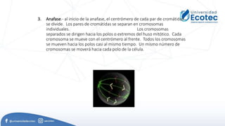 3. Anafase.- al inicio de la anafase, el centrómero de cada par de cromátidas
se divide. Los pares de cromátidas se separan en cromosomas
individuales. Los cromosomas
separados se dirigen hacia los polos o extremos del huso mitótico. Cada
cromosoma se mueve con el centrómero al frente. Todos los cromosomas
se mueven hacia los polos casi al mismo tiempo. Un mismo número de
cromosomas se moverá hacia cada polo de la célula.
 